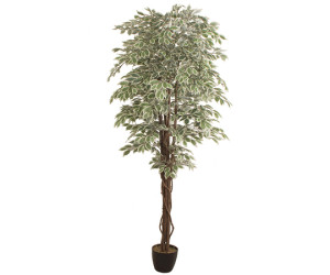 Dirbtinis augalas FICUS 2.40m